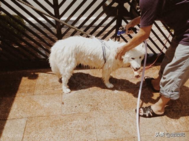 盘点犬中的微笑天使萨摩耶，真是人见人爱，花见花开