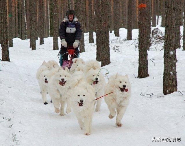 盘点犬中的微笑天使萨摩耶，真是人见人爱，花见花开
