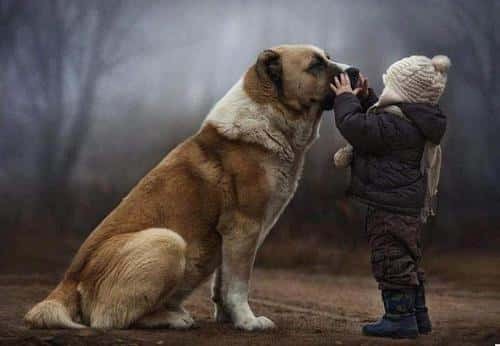 俗语男不养猫女不养狗的原因（农村谚语男不养猫女不养狗的真正原因）