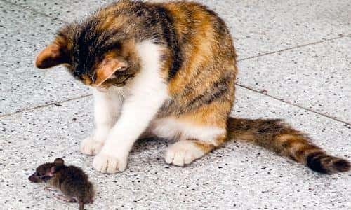 俗语男不养猫女不养狗的原因（农村谚语男不养猫女不养狗的真正原因）