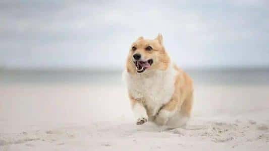 俗语男不养猫女不养狗的原因（农村谚语男不养猫女不养狗的真正原因）