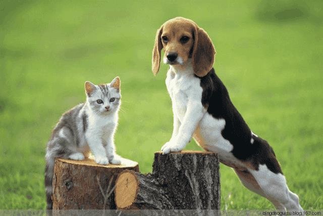 俗语男不养猫女不养狗的原因（农村谚语男不养猫女不养狗的真正原因）