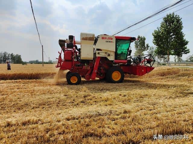 小麦新品种众信麦998（排名第一的小麦品种）