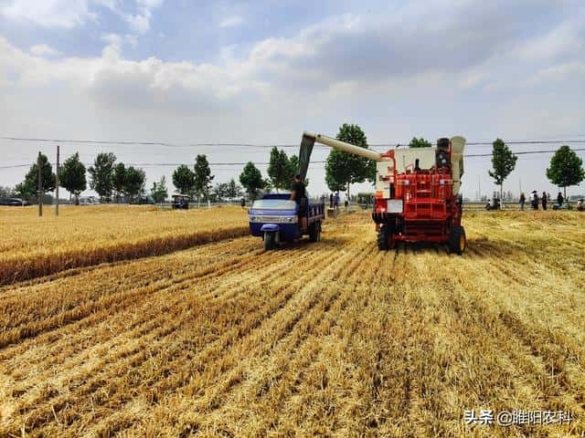 小麦新品种众信麦998（排名第一的小麦品种）