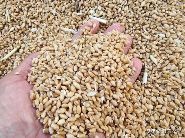 小麦新品种众信麦998（排名第一的小麦品种）