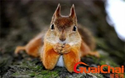 ​松鼠冬眠吗？松鼠图片