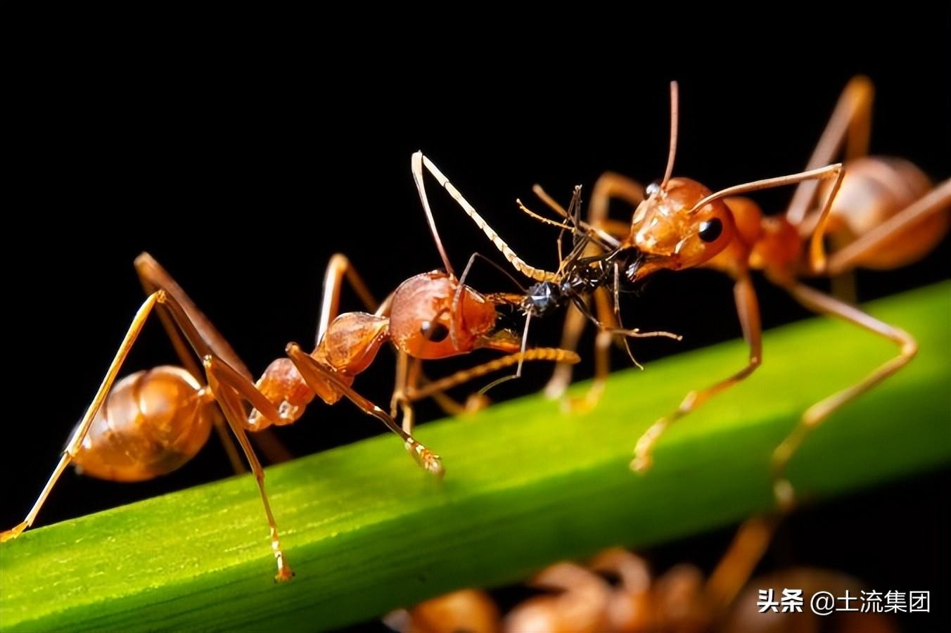 红蚂蚁怕什么(红蚂蚁的克星是什么)