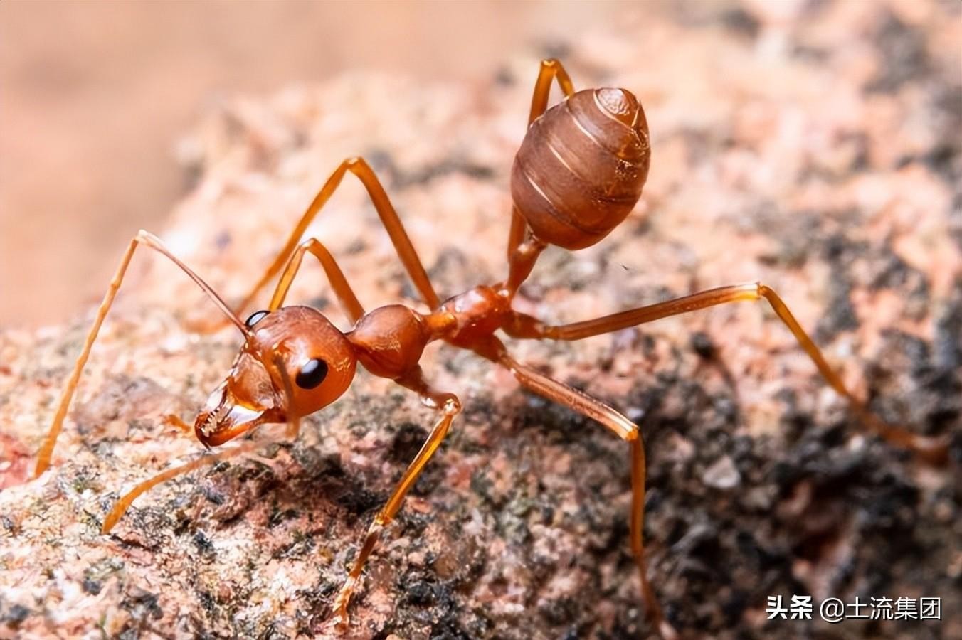 红蚂蚁怕什么(红蚂蚁的克星是什么)