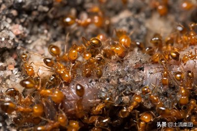 ​红蚂蚁怕什么(红蚂蚁的克星是什么)