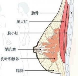 ​怎么练胸型(练胸肌的动作)
