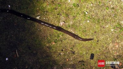 ​四川自贡观测到“恶性外来入侵物种”新几内亚扁虫 它们曾“团灭”太平洋多岛原