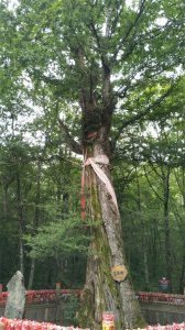 ​神农架二日游攻略