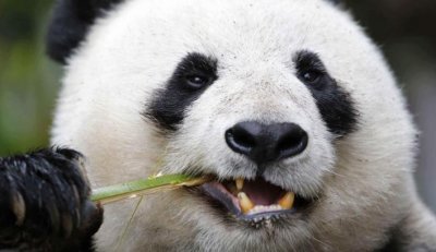 ​战神蚩尤的坐骑，传说中的＂食铁兽＂，史前大熊猫如此强悍吗？