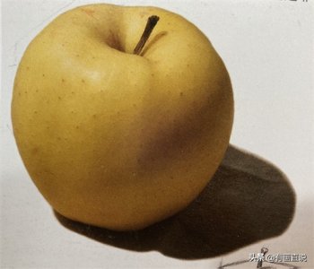 ​素描苹果怎么画？分享素描苹果画法步骤图，在家学画画
