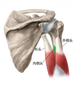 ​那些经典的肱三头肌训练解剖图解