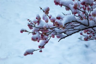 ​诗配画梅花简笔画教程，边画边学，快和孩子一起学起来吧