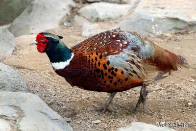 ​农村养什么“不愁销路”，而且本钱少？这几个养殖项目值得考察