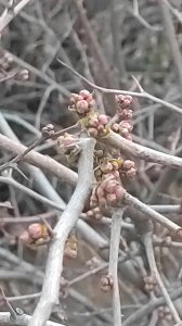 ​春节之正月初八的习俗