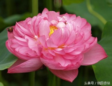 ​千瓣莲就是莲花的“加强版”，能长出一千多个花瓣。