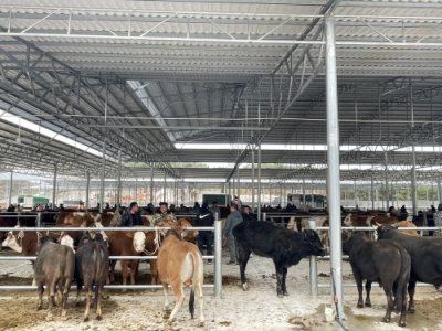 ​从江县洛香镇：做足“牛文章” 做强“牛经济”