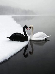 ​美国一哥马斯特与总统特朗普终于闹掰了