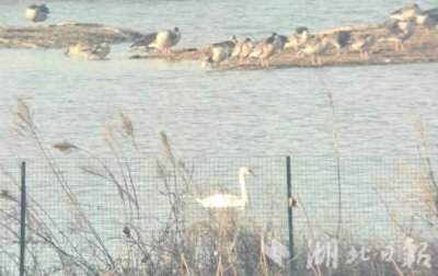 ​第477个鸟类新记录 武汉发现疣鼻天鹅