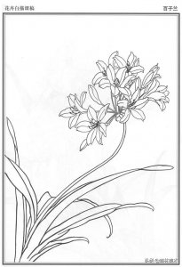 ​分享 | 一组58幅工笔花卉白描底稿