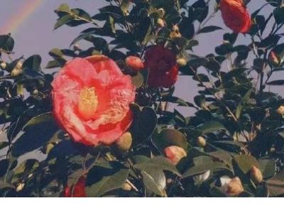 抖音上比较励志的句子