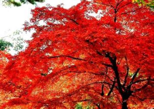 长的qq伤感个性签名