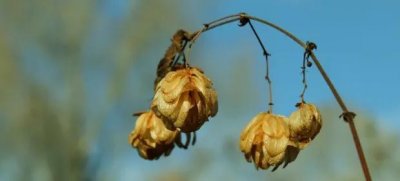 ​凑合过日子心酸的句子（日子将就着过的伤感说说）