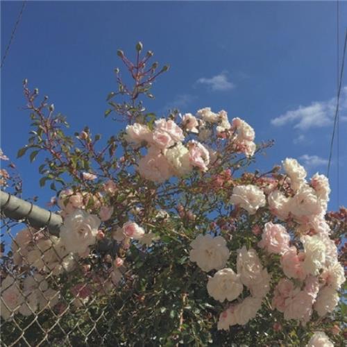 关于友情很伤感的短句子