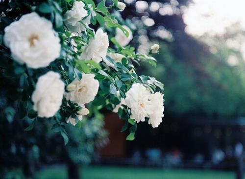 唯美句子摘抄古风