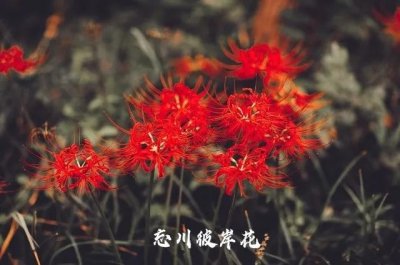 ​强推！古言男主重生宠文《独宠傻后》作者：决绝