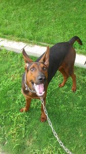 ​獒犬和野狼的后代:中国山红犬实力惊人