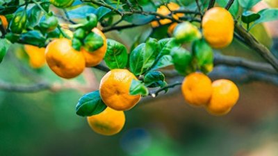 ​晨读｜姚俊：采橘子