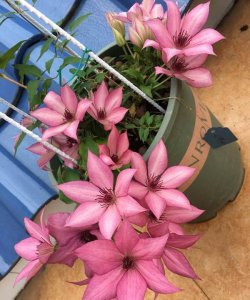 ​公认经典的“三种铁线莲”，颜值高长得快，选它们错不了