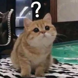 ​“虎纠”是指老虎打架？为啥数字峰会选中它？答案来了