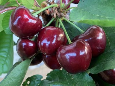 ​全国哪里的大樱桃最好吃？这4个地方榜上有名，有你的家乡吗？