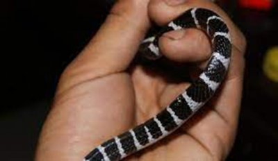 ​网购宠物蛇反被咬！银环蛇有多毒？毒性是眼镜王蛇的10倍