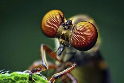 ​家里出现苍蝇，怎么办？教你一招，轻松驱除，苍蝇不敢靠近