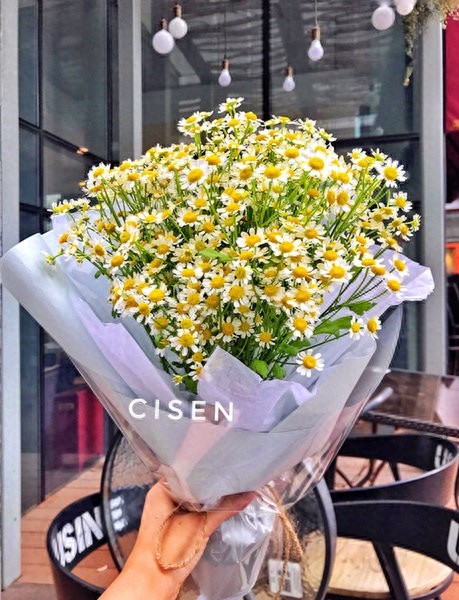 【手机壁纸】第二十三期：小雏菊系列