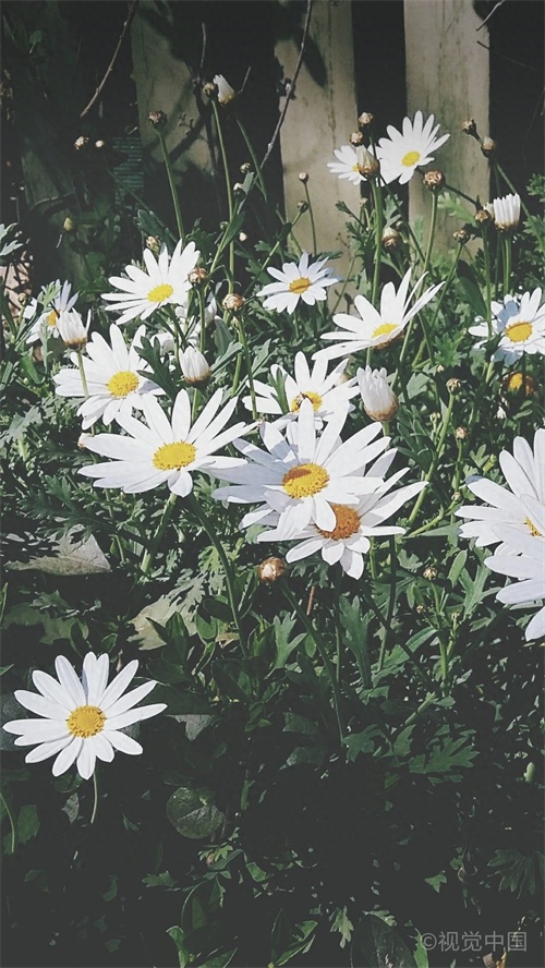 【手机壁纸】第二十三期：小雏菊系列