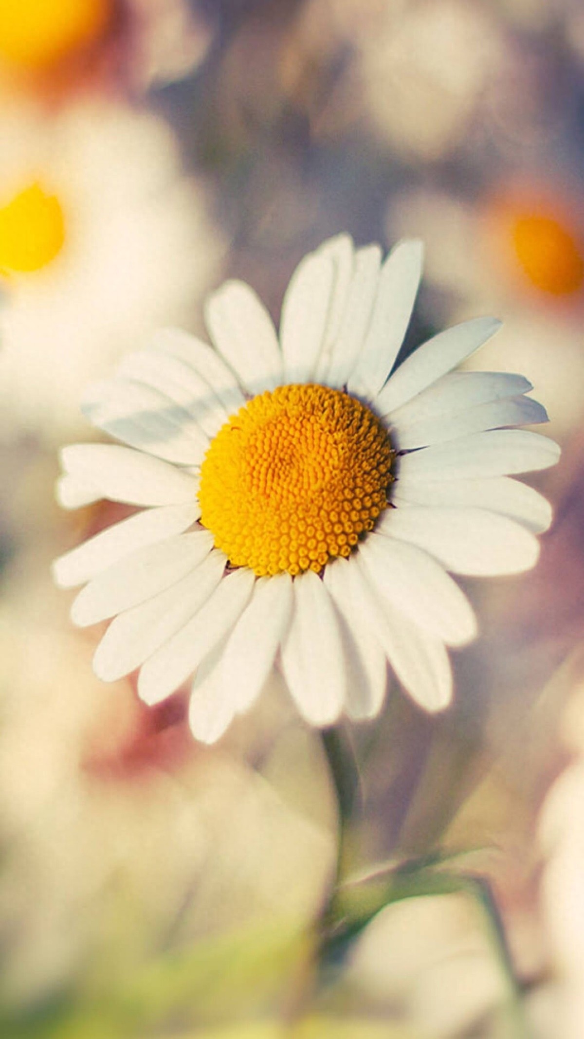 【手机壁纸】第二十三期：小雏菊系列