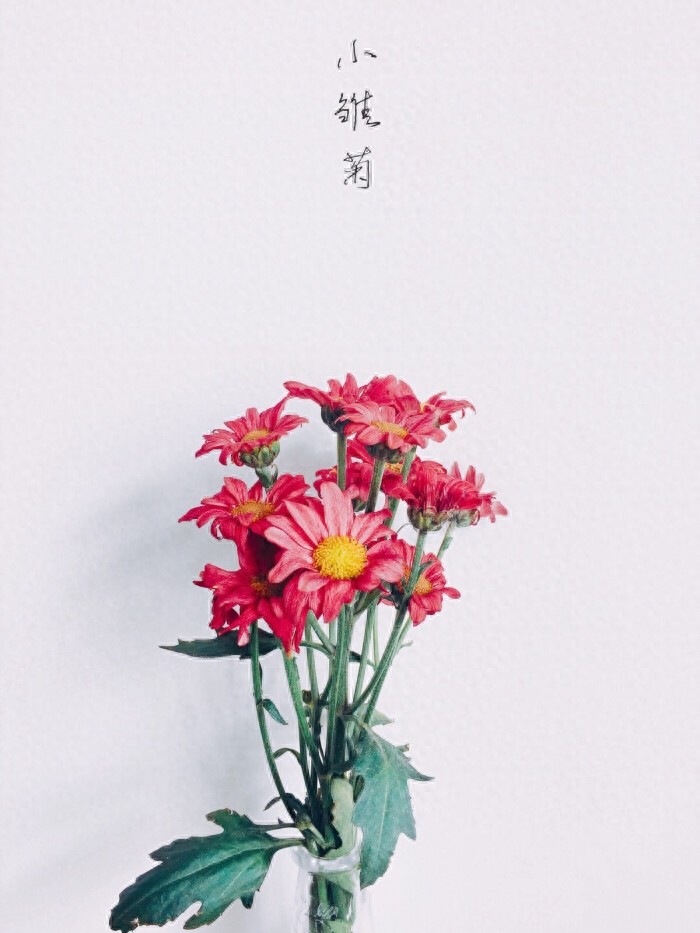 【手机壁纸】第二十三期：小雏菊系列