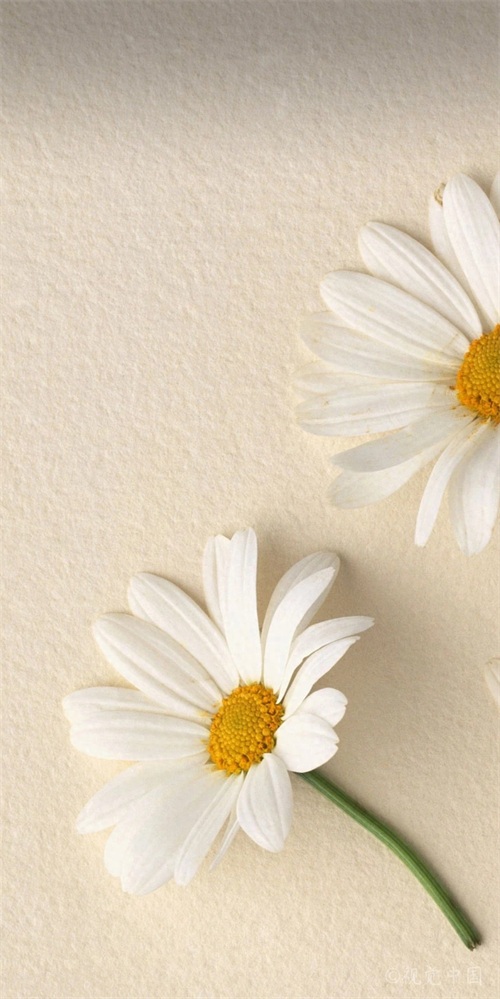 【手机壁纸】第二十三期：小雏菊系列