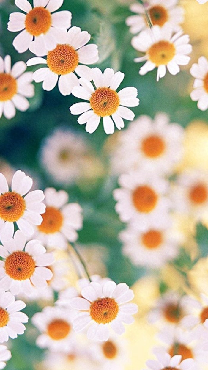 【手机壁纸】第二十三期：小雏菊系列