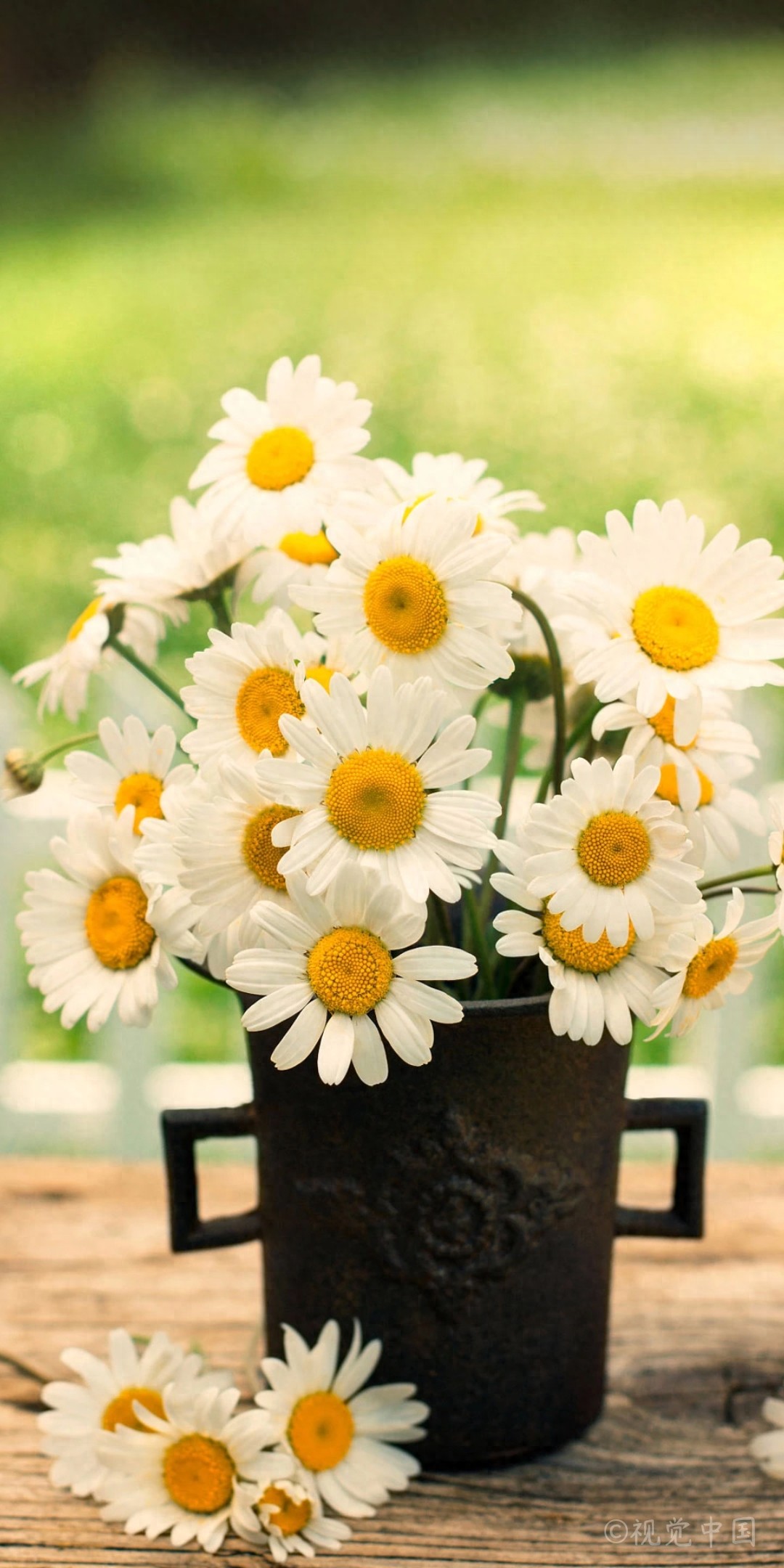 【手机壁纸】第二十三期：小雏菊系列