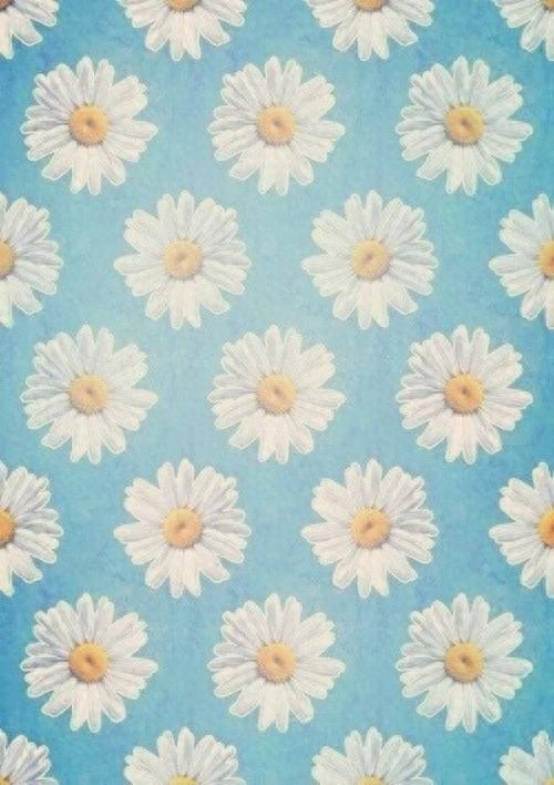 【手机壁纸】第二十三期：小雏菊系列