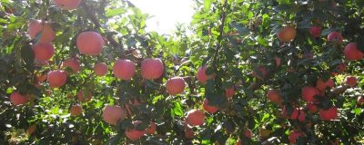 ​50亩采摘园规划，让游客体验不一样的生活