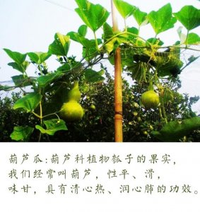 ​农村10种菜瓜，每一种都能吃出美味和健康